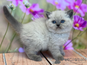 Foto №1. ragdoll-katze - zum Verkauf in der Stadt Berlin | 280€ | Ankündigung № 103751