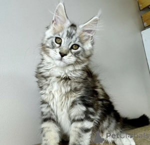 Foto №2 zu Ankündigung № 163722 zu verkaufen maine-coon-katze - einkaufen Deutschland züchter