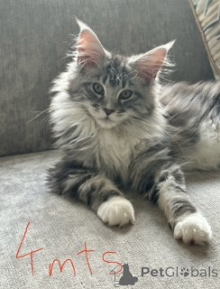 Foto №2 zu Ankündigung № 160418 zu verkaufen maine-coon-katze - einkaufen Deutschland züchter