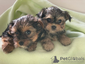 Foto №2 zu Ankündigung № 99172 zu verkaufen yorkshire terrier - einkaufen Deutschland quotient 	ankündigung