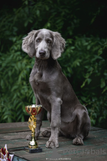 Foto №4. Ich werde verkaufen weimaraner in der Stadt Москва. quotient 	ankündigung - preis - 1041€