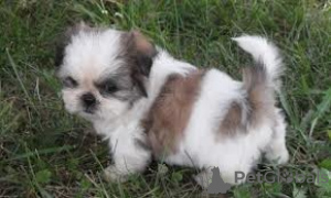 Foto №1. shih tzu - zum Verkauf in der Stadt Фёрде | 250€ | Ankündigung № 119058