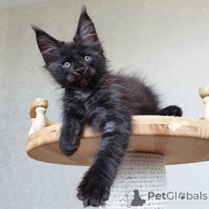 Foto №3. Wunderschöne Maine Coon Babys mit Stammbaum.. Deutschland