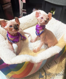 Foto №1. sphynx-katze - zum Verkauf in der Stadt Reutte | 350€ | Ankündigung № 178597