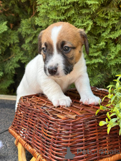 Foto №4. Ich werde verkaufen jack russell terrier in der Stadt Pjatigorsk. quotient 	ankündigung - preis - 162€