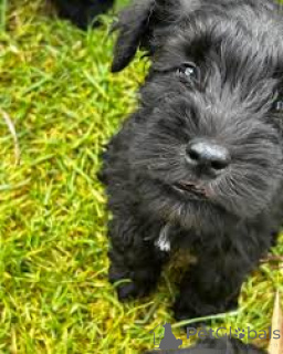 Foto №3. Adorables Chiots Schnauzer im Angebot. Frankreich