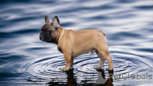 Foto №1. französische bulldogge - zum Verkauf in der Stadt Brest | 1000€ | Ankündigung № 58790