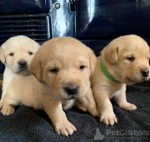 Zusätzliche Fotos: Entzückende Labrador Welpen - Kc registriert