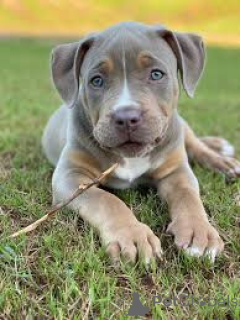 Foto №1. american bully - zum Verkauf in der Stadt Berlin | verhandelt | Ankündigung № 136806