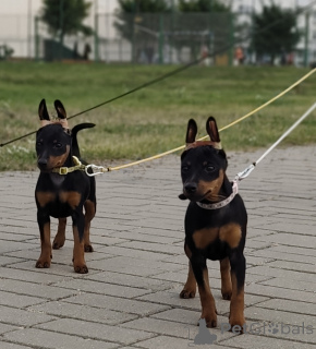 Foto №3. Zwergpinscher-Welpen. Weißrussland