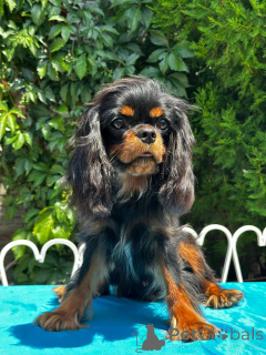 Foto №1. cavalier king charles spaniel - zum Verkauf in der Stadt Warschau | 1600€ | Ankündigung № 150368