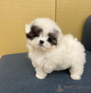 Foto №2 zu Ankündigung № 43997 zu verkaufen pudel (toy) - einkaufen Deutschland züchter