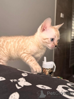 Foto №2 zu Ankündigung № 152765 zu verkaufen bengal katzenrasse - einkaufen Schweiz quotient 	ankündigung