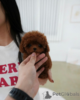 Foto №3. Unsere Welpen sind sehr, sehr klein und haben eine tolle Persönlichkeit. Finnland