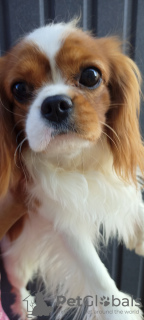 Foto №1. cavalier king charles spaniel - zum Verkauf in der Stadt Kiew | 1691€ | Ankündigung № 11621