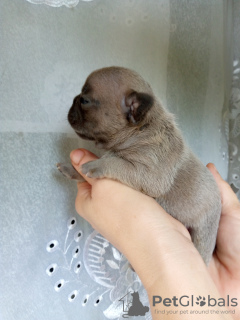 Foto №2 zu Ankündigung № 66706 zu verkaufen französische bulldogge - einkaufen Ukraine züchter