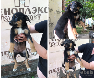 Foto №1. mischlingshund - zum Verkauf in der Stadt Krasnodar | Frei | Ankündigung № 7520