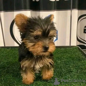 Foto №1. yorkshire terrier - zum Verkauf in der Stadt Iowa City | 379€ | Ankündigung № 111383