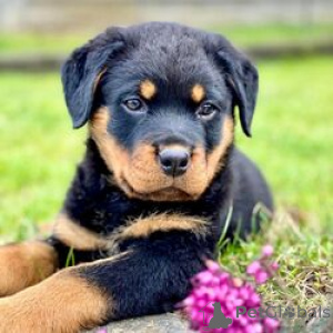 Foto №1. rottweiler - zum Verkauf in der Stadt Attard | verhandelt | Ankündigung № 169453