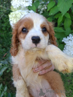 Foto №3. Purrebred Boys Cavalier-King-Chalz-Spaniel.. Lettland