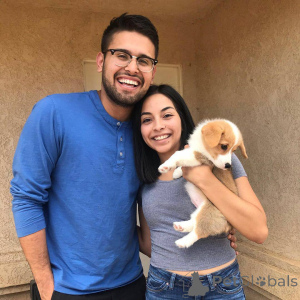 Foto №3. Startseite Aufgezogene Corgi-Welpen Welpen zur Adoption. Italien