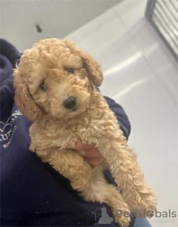 Foto №1. pudel (zwerg) - zum Verkauf in der Stadt Erftstadt | 350€ | Ankündigung № 154318