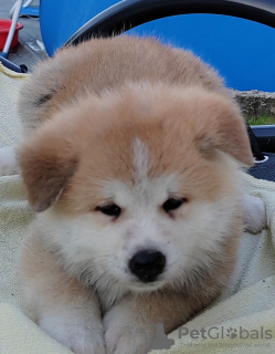 Foto №2 zu Ankündigung № 68220 zu verkaufen akita - einkaufen Serbien züchter