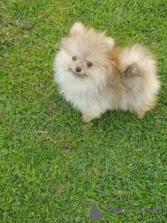 Foto №2 zu Ankündigung № 144857 zu verkaufen pommersche spitz - einkaufen Serbien züchter