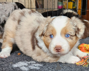 Foto №3. Entzückender Chiot Berger Australien à Donner. Luxemburg