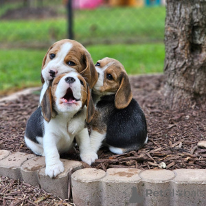 Foto №1. beagle - zum Verkauf in der Stadt Freiburg im Breisgau | 360€ | Ankündigung № 120610