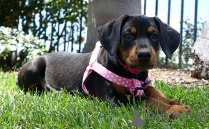 Foto №3. Reiner schwarzer und taner Doberman -Welpe für neues Zuhause. Australien