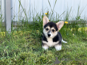 Zusätzliche Fotos: Pembroke Welsh Corgi Welpen