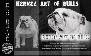 Foto №3. Zwinger Art of Bulls bietet eine luxuriöse englische Bulldogge. Russische Föderation
