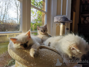 Foto №2 zu Ankündigung № 96931 zu verkaufen ragdoll-katze - einkaufen Deutschland quotient 	ankündigung, vom kindergarten