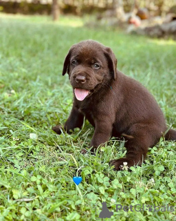 Foto №3. Labrador Retriever Welpen Zur Adoption. Deutschland