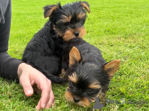 Foto №1. yorkshire terrier - zum Verkauf in der Stadt Murcia | verhandelt | Ankündigung № 176379