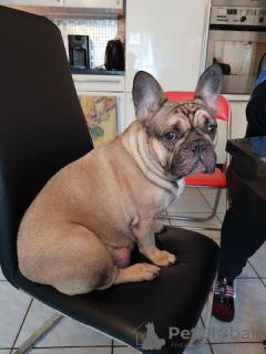 Foto №3. Französische Bulldogge Welpen. Deutschland