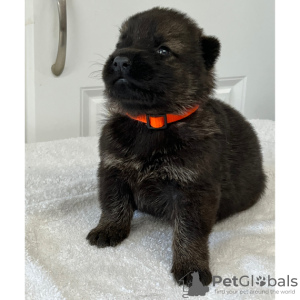 Foto №3. DEUTSCHER SCHÄFERHUND ZU VERKAUFEN. Kolumbien