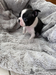 Foto №3. Der prachtige Boston Terrier-Welpe liebte dieses Jahr. Niederlande