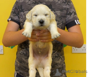 Foto №1. golden retriever - zum Verkauf in der Stadt Guelph | 339€ | Ankündigung № 161328