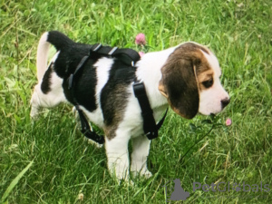 Foto №1. beagle - zum Verkauf in der Stadt Berlin | 300€ | Ankündigung № 28791