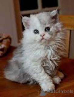 Foto №1. selkirk rex langhaarkatze - zum Verkauf in der Stadt Brüssel | 500€ | Ankündigung № 172715