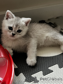 Zusätzliche Fotos: Zur Reserve werden Britisch Kurzhaar Silberchinchillas angeboten