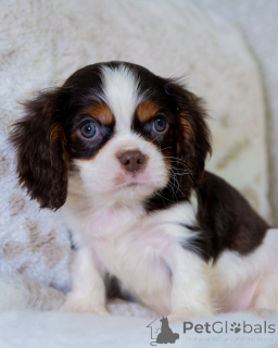 Foto №2 zu Ankündigung № 157765 zu verkaufen cavalier king charles spaniel - einkaufen Finnland quotient 	ankündigung
