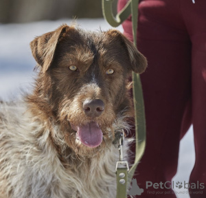 Foto №2 zu Ankündigung № 101800 zu verkaufen mischlingshund - einkaufen Russische Föderation quotient 	ankündigung