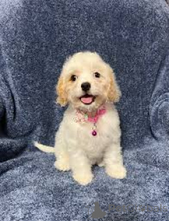 Foto №2 zu Ankündigung № 163882 zu verkaufen kavapu - einkaufen Niederlande quotient 	ankündigung, züchter