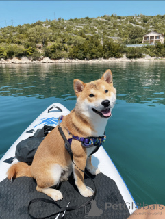 Foto №1. shiba - zum Verkauf in der Stadt Chaumont | 800€ | Ankündigung № 58204