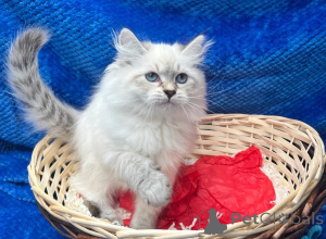 Foto №1. sibirische katze - zum Verkauf in der Stadt Bonndorf | 350€ | Ankündigung № 178051