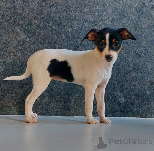 Foto №3. American Toy Fox Terrier. Polen