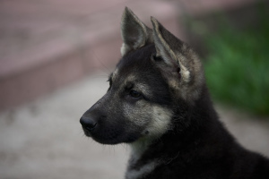 Foto №1. osteuropäischer schäferhund - zum Verkauf in der Stadt Kiew | 174€ | Ankündigung № 6528